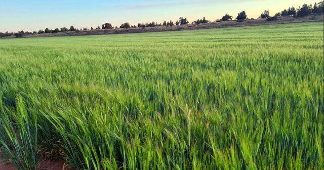 Como o investimento estrangeiro pode levar mais jovens australianos a possuir uma fazenda
