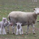 Como o segredo da qualidade alimentar da carne bovina está na transformação da indústria de cordeiros