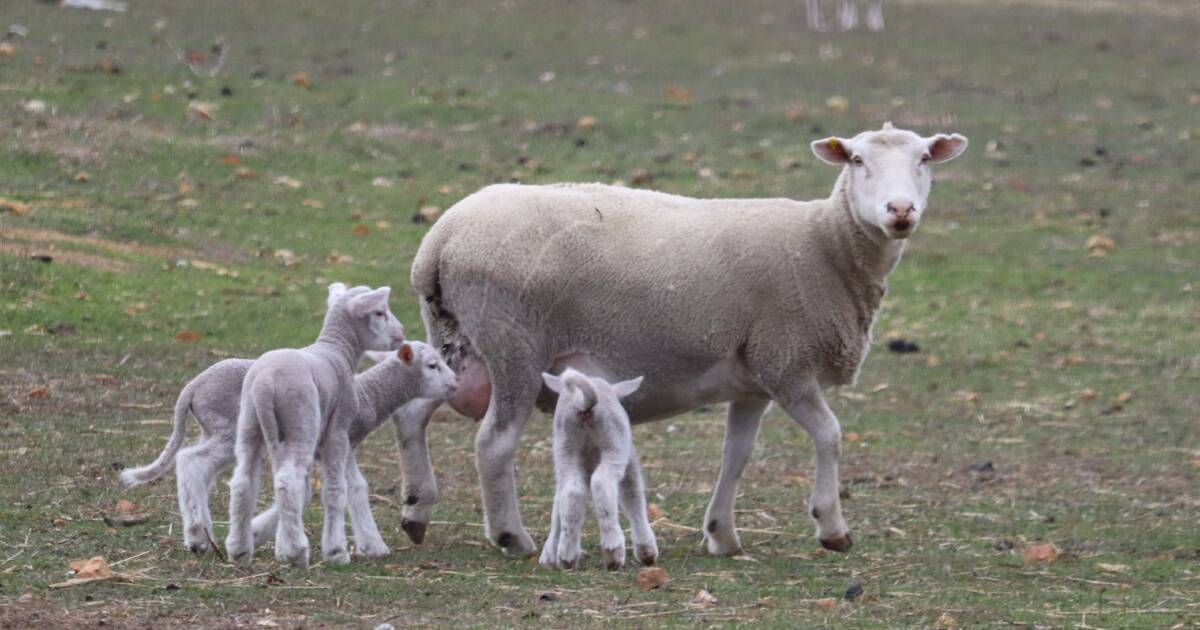 Como o segredo da qualidade alimentar da carne bovina está na transformação da indústria de cordeiros