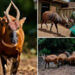Conservacionistas quenianos reintroduzem espécies raras e criticamente ameaçadas na natureza