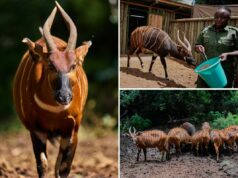Conservacionistas quenianos reintroduzem espécies raras e criticamente ameaçadas na natureza Conservacionistas quenianos reintroduzem espécies raras e criticamente ameaçadas na natureza