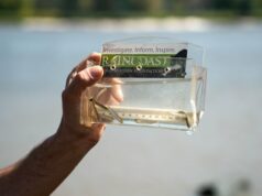 Contaminantes encontrados em salmões chinook juvenis ao longo do rio Fraser, descobriram pesquisadores Ícone de conversão de texto em fala