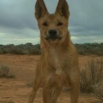 Cortes de financiamento e impasse na posse da terra deixam lacunas no controle do cão selvagem de WA