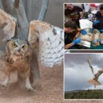 Coruja encontrada presa em uma betoneira em Utah está se recuperando e voando livre