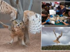 Coruja encontrada presa em uma betoneira em Utah está se recuperando e voando livre Coruja encontrada presa em uma betoneira em Utah está se recuperando e voando livre