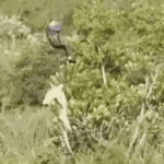 O crocodilo foi transportado de avião para o Parque Nacional Kruger, nas proximidades, antes de um exame post-mortem ser realizado.