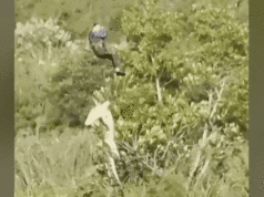 Crocodilo barrigudo é transportado de avião para resolver o mistério do homem desaparecido O crocodilo foi transportado de avião para o Parque Nacional Kruger, nas proximidades, antes de um exame post-mortem ser realizado.