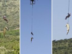 Crocodilo de 15 pés transportado de avião na África do Sul enquanto a busca por motorista desaparecido se torna trágica Crocodilo de transporte aéreo da polícia sul-africana após motorista desaparecer