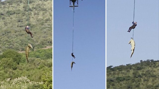 Crocodilo de transporte aéreo da polícia sul-africana após motorista desaparecer
