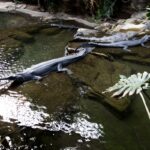 Gharial aproveita seu recinto no Zoológico do Bronx.