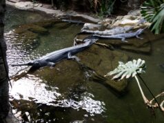 Crocodilo do Zoológico do Bronx morde trabalhador que caiu durante a limpeza Gharial aproveita seu recinto no Zoológico do Bronx.