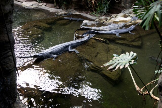Crocodilo do Zoológico do Bronx morde trabalhador que caiu durante Gharial aproveita seu recinto no Zoológico do Bronx.