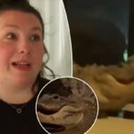 Dois crocodilos capturados em vídeo brigando na varanda da casa da mãe na Flórida - a poucos metros do bebê dormindo lá dentro