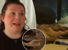 Dois crocodilos capturados em vídeo brigando na varanda da casa da mãe na Flórida – a poucos metros do bebê dormindo lá dentro Dois crocodilos capturados em vídeo brigando na varanda da casa da mãe na Flórida - a poucos metros do bebê dormindo lá dentro