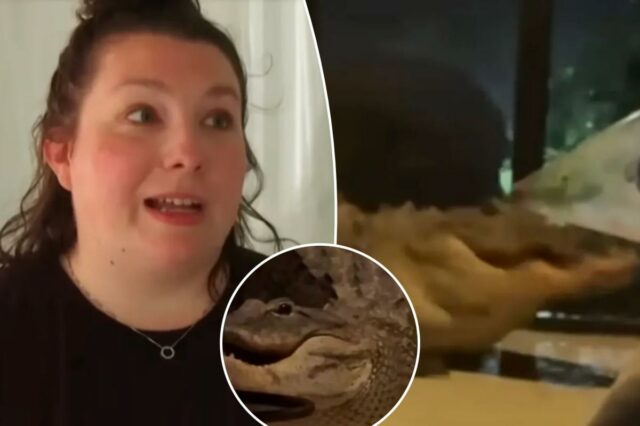Dois crocodilos capturados em vídeo brigando na varanda da casa Dois crocodilos capturados em vídeo brigando na varanda da casa da mãe na Flórida - a poucos metros do bebê dormindo lá dentro