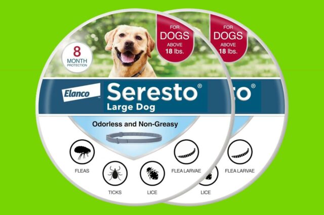 Coleira de prevenção e tratamento contra pulgas e carrapatos recomendada pelo veterinário para cães grandes Seresto 