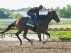 Escolhas do Preakness Stakes de 2026: as melhores apostas remotas para ganhar a joia do meio da Tríplice Coroa Preakness Stakes entra no treinamento Bull By The Horns durante os treinos matinais.