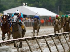 Escolhas, previsões e melhores apostas de 2026 Black-Eyed Susan Stakes Holly's Holiday, uma entrada da Black-Eyed Susan, treina durante os treinos matinais em Laurel Park.