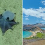 Um pequeno polvo dumbo azul-púrpura repousa no fundo arenoso do oceano.