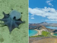 Espécies minúsculas de polvo azul descobertas – e os cientistas acham que é adorável: ‘Nunca vi nada parecido’ Um pequeno polvo dumbo azul-púrpura repousa no fundo arenoso do oceano.