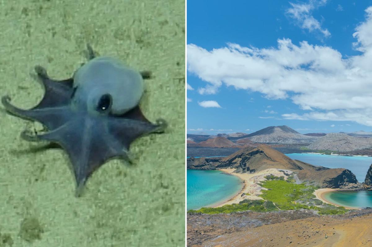 Um pequeno polvo dumbo azul-púrpura repousa no fundo arenoso do oceano.