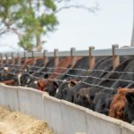 Explicador: por que números recordes de confinamento mascaram uma reconstrução do rebanho nacional paralisada