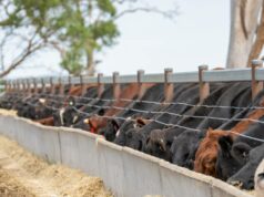 Explicador: por que números recordes de confinamento mascaram uma reconstrução do rebanho nacional paralisada Explicador: por que números recordes de confinamento mascaram uma reconstrução do rebanho nacional paralisada