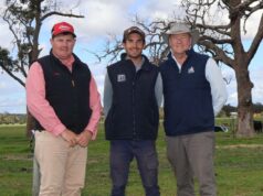Genética de qualidade atrai forte apoio do comprador para a venda de touros de inverno em Dardanup O leiloeiro Elders e representante de Donnybrook, Pearce Watling (à esquerda), com Mostyn Golding, garanhão Little Meadows Angus, Crooked Brook, e Kim Snowball, Napier, que pagou o preço máximo de $ 8.500 pelo touro do lote 23, Little Meadows Villion V320. Foto de Kyah Peeti.