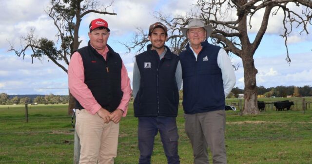 Genética de qualidade atrai forte apoio do comprador para a O leiloeiro Elders e representante de Donnybrook, Pearce Watling (à esquerda), com Mostyn Golding, garanhão Little Meadows Angus, Crooked Brook, e Kim Snowball, Napier, que pagou o preço máximo de $ 8.500 pelo touro do lote 23, Little Meadows Villion V320. Foto de Kyah Peeti.