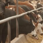 GrainCorp indica demanda de confinamento para atrair grãos de WA para o leste à medida que os estoques nas fazendas diminuem