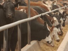 GrainCorp indica demanda de confinamento para atrair grãos de WA para o leste à medida que os estoques nas fazendas diminuem GrainCorp indica demanda de confinamento para atrair grãos de WA para o leste à medida que os estoques nas fazendas diminuem