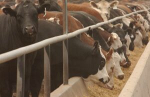 GrainCorp indica demanda de confinamento para atrair grãos de WA para o leste à medida que os estoques nas fazendas diminuem GrainCorp indica demanda de confinamento para atrair grãos de WA para o leste à medida que os estoques nas fazendas diminuem