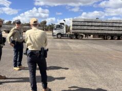 Grande fazendeiro do sul perde quase US$ 100 mil em ovelhas grávidas para ladrões descarados Grande fazendeiro do sul perde quase US$ 100 mil em ovelhas grávidas para ladrões descarados