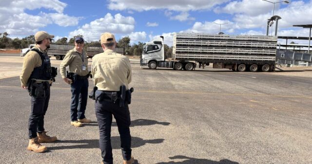Grande fazendeiro do sul perde quase US$ 100 mil em ovelhas grávidas para ladrões descarados
