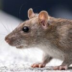 Hantavírus Jadi Sorotan! Begini 7 Cara Alami Usir Tikus di Rumah, Mudah e Pet Friendly