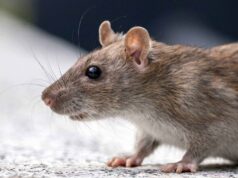 Hantavírus Jadi Sorotan! Begini 7 Cara Alami Usir Tikus di Rumah, Mudah e Pet Friendly Hantavírus Jadi Sorotan! Begini 7 Cara Alami Usir Tikus di Rumah, Mudah e Pet Friendly