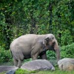Happy the Elephant, do zoológico do Bronx, por trás do infame processo de 'pessoa', foi sacrificado