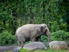 Happy the Elephant, do zoológico do Bronx, por trás do infame processo de ‘pessoa’, foi sacrificado Happy the Elephant, do zoológico do Bronx, por trás do infame processo de 'pessoa', foi sacrificado