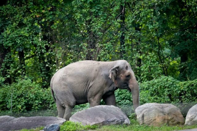 Happy the Elephant, do zoológico do Bronx, por trás do infame processo de 'pessoa', foi sacrificado
