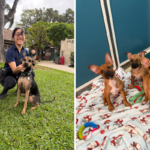 Pictures shared by the Hawaiian Humane Society show some of the pups currently available at their shelters for adoption.