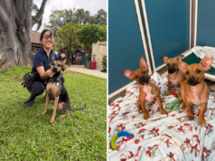 Hawaiian Humane Society dispensa taxas de adoção de cães após crise de abrigo Pictures shared by the Hawaiian Humane Society show some of the pups currently available at their shelters for adoption.