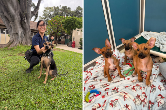 Pictures shared by the Hawaiian Humane Society show some of the pups currently available at their shelters for adoption.
