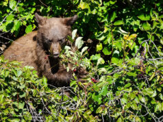 Homem da Flórida é morto em ataque de urso no Parque Nacional Glacier Yahoo news home