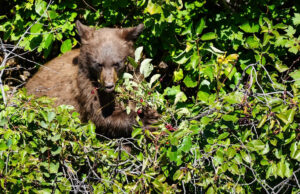Homem da Flórida é morto em ataque de urso no Parque Nacional Glacier Yahoo news home