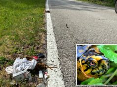 Homem de Indiana visto dançando na estrada enquanto embalava uma tartaruga rara, preso por porte de metanfetamina Uma tartaruga na linha branca de uma estrada de asfalto ao lado de grama e lixo.