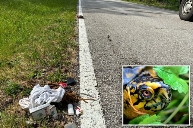 Uma tartaruga na linha branca de uma estrada de asfalto ao lado de grama e lixo.