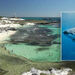 Homem morre após ataque de um grande tubarão branco de 13 pés perto de um popular resort em uma ilha: autoridades