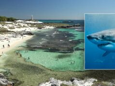 Homem morre após ataque de um grande tubarão branco de 13 pés perto de um popular resort em uma ilha: autoridades Homem morre após ataque de um grande tubarão branco de 13 pés perto de um popular resort em uma ilha: autoridades