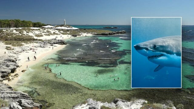 Homem morre após ataque de um grande tubarão branco de 13 pés perto de um popular resort em uma ilha: autoridades
