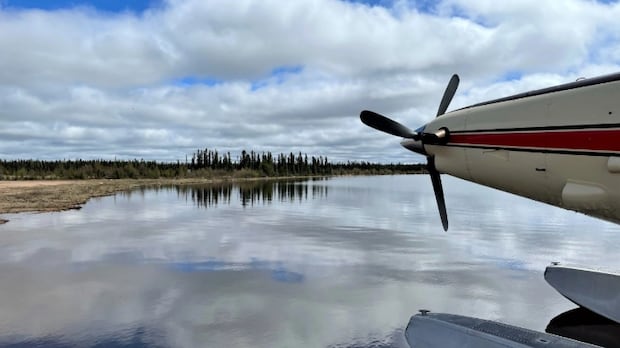 Homem morre após encontro com urso no norte de Saskatchewan Ícone de conversão de texto em fala